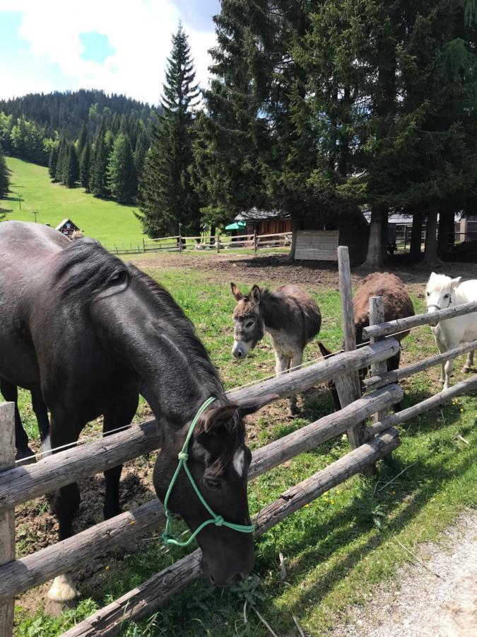 Chalet Stara Jelka Pokljuka Zgornje Gorje Exteriör bild